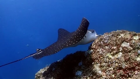 Spotted eagle ray skims reeftop Stock Footage 257394415