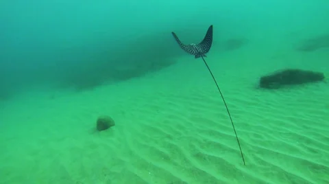 Spotted Eagle Ray in Slo Motion Stock Footage 28133372