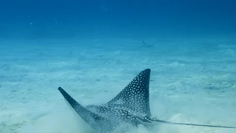 Spotted Eagle Ray swim in shallow water of coral reef - Caribbean Sea / Curacao Stock Footage 127912026
