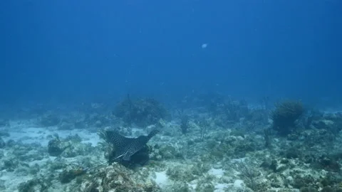 Spotted Eagle Ray swim in turquoise water of coral reef in Caribbean Sea Stock Footage 145639698