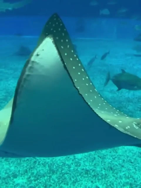 Spotted Eagle Ray Swimming in Aquarium Tank Stock Footage 341133795