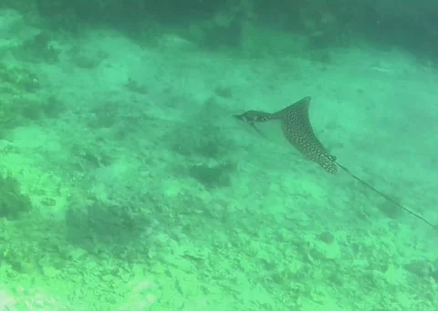 Spotted Eagle Ray Swimming Away Over the Red Sea Reef Vídeo Stock 344396426