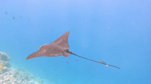 Spotted eagle ray swimming in blue water on tropical coral reef Stock Footage 194563012