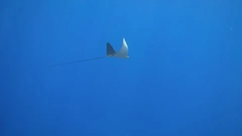 Spotted eagle ray swimming in the blue sea Stock Footage 295053594