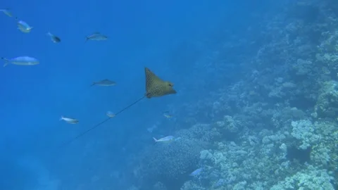 Spotted eagle ray swimming in the blue sea Stock Footage 295055196