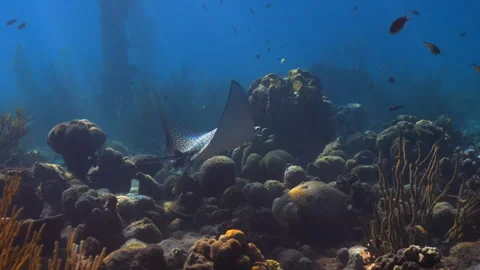 Spotted Eagle Ray Swimming Caribbean Reef in Bonaire in Slowmo Stock Footage 307484181
