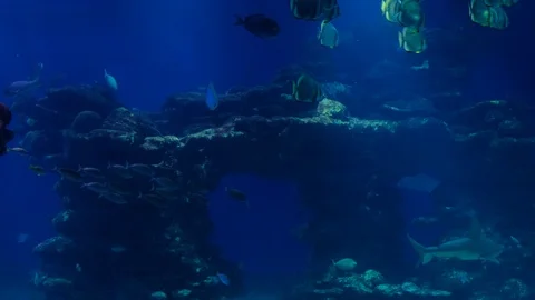 Spotted Eagle Ray swimming in clear blue water. Close up. Video stock 129513101