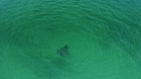 Spotted Eagle Ray Swimming in Clear Shallow Waters off Manasota Key Florida Stock Footage 321803688
