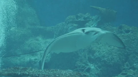 Spotted Eagle Ray Swimming Up Close In Aquarium Stock Footage 254393235