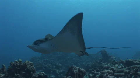 Spotted Eagle Ray Swimming Stock Footage 53375796