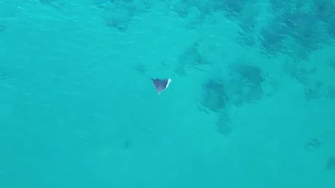 Spotted Eagle Ray swimming in Miami florida by drone 4k Stock Footage 250347977