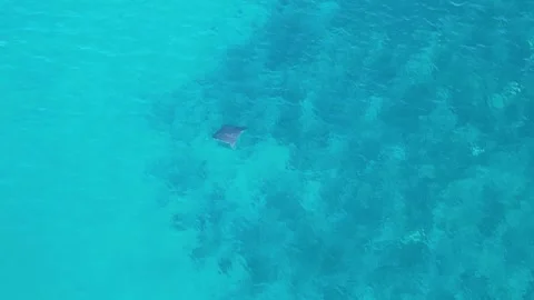 Spotted Eagle Ray swimming in Miami florida by drone 4k Stock Footage 250349775