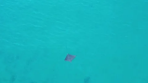 Spotted Eagle Ray swimming in Miami florida by drone 4k Stock Footage 250349937