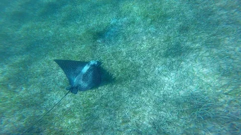 Spotted eagle ray swimming in the ocean 動画素材 89855534