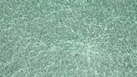 Spotted Eagle Ray swimming in ocean Key Biscayne by drone Stock Footage 249949625