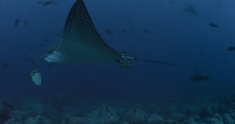 Spotted eagle ray swimming with other fishes in blue sea water 스톡 동영상 109397486