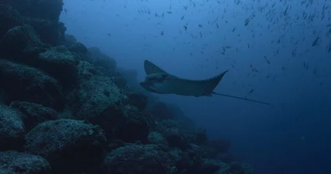 Spotted eagle ray swimming with other fishes in blue sea water Stock Footage 109397836