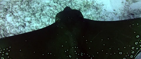 A spotted eagle ray is swimming over sand , Maldivs Stock Footage 103226149