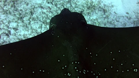 A spotted eagle ray is swimming over sand , Maldivs Stock Footage 103229205