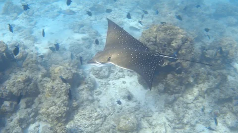 Spotted eagle ray swimming over coral reef and disappear at the deep blue sea Stock Footage 118313094
