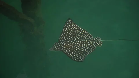 Spotted eagle ray swimming in sea Stock Footage 61084019