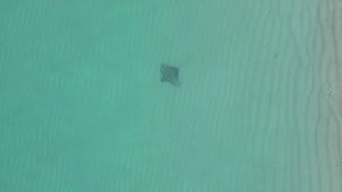 Spotted Eagle Ray swimming at sunrise at Miami Beach, Florida by drone 4k Stock Footage 248318631