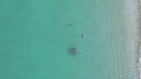 Spotted Eagle Ray swimming at sunrise at Miami Beach, Florida by drone 4k Stock Footage 248318871