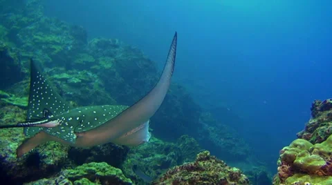 Spotted eagle ray swims on deep, rocky reef. Stock-Footage 63868051
