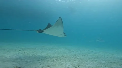 Spotted Eagle ray swims in Ocean and to surface of Caribbean Sea, 4K Video stock 219688714