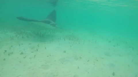 Spotted eagle ray takes off quickly 4k Stock Footage 74988944