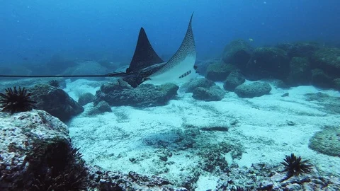 Spotted Eagle Ray Underwater Reef Cinematic Gliding Fish Vídeo Stock 124880056