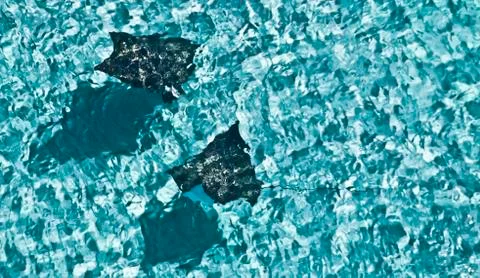 Spotted eagle rays 2 Stock Photos