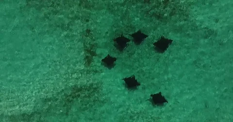 Spotted Eagle Rays Aerial Stock Footage 83825766