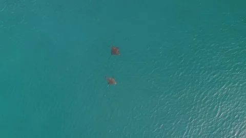 Spotted eagle rays cruising the shallows of the Kimberley coast Stock Footage 94045409