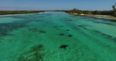 Spotted Eagle Rays in Mangrove Channel Aerial Stock Footage 83827363