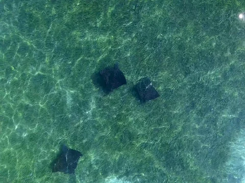 Spotted Eagle Rays swim over the shallow flats Stock Footage 71963003