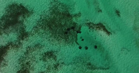 Spotted Eagle Rays swimming across the Flats Aerial Stock Footage 83822581