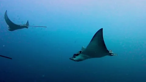 Spotted eagle rays swimming along a tropical coral reef Stock Footage 315513773