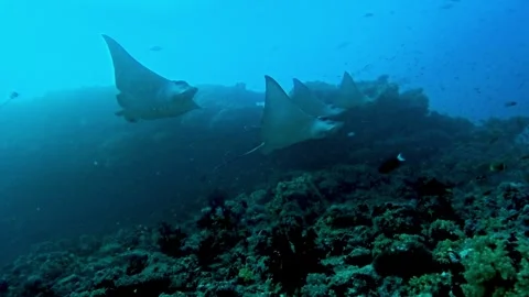 Spotted eagle rays swimming along a tropical coral reef Stock Footage 315513793