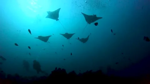Spotted eagle rays swimming along a tropical coral reef Vídeo Stock 315516809