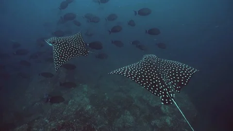 Spotted Eagle Rays Swimming. Clear water. Slow Motion Stock Footage 106854968
