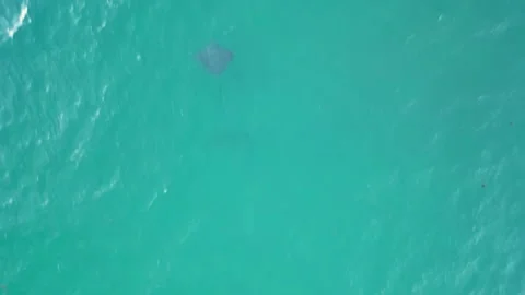 Spotted Eagle Rays swimming by drone aerial in Miami Beach Stock Footage 279888496