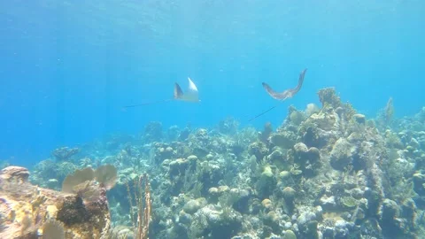 Spotted Eagle Rays swimming over the Meso American Reef. Video stock 163473558