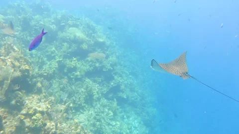 Spotted Eagle Rays swimming over the Meso American Reef in Roatan, Honduras. 4K. Video stock 163473623