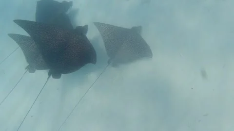 Spotted Eagle Rays swimming in the Sandy Floor of the Florida Keys Stock Footage 146628882