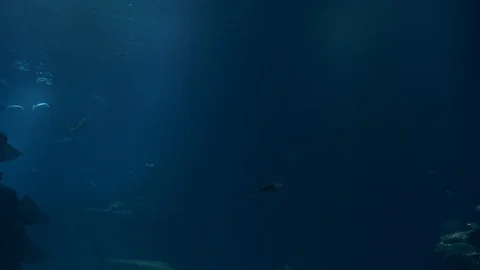 Spotted eagle rays swimming with shark. Blue background. 4k. 動画素材 129196344