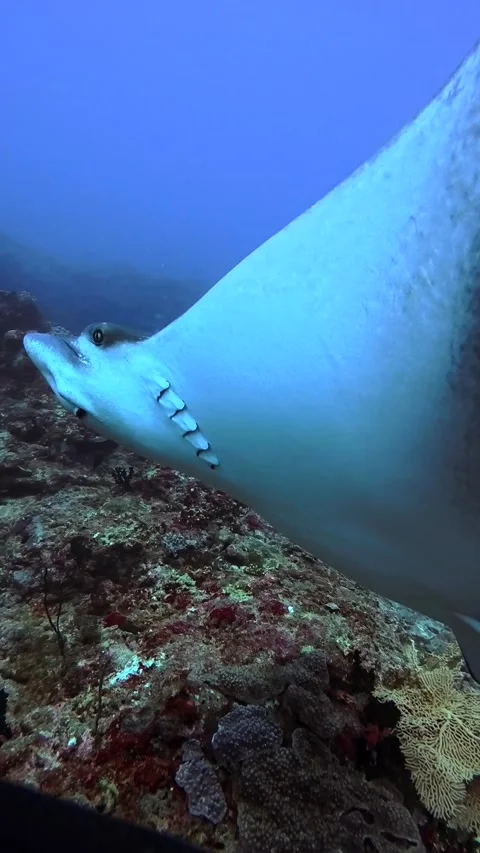 Spotted Eagle Rays Swimming Underwater Maldives Scuba Diving Marine Life Stock Footage 332778468