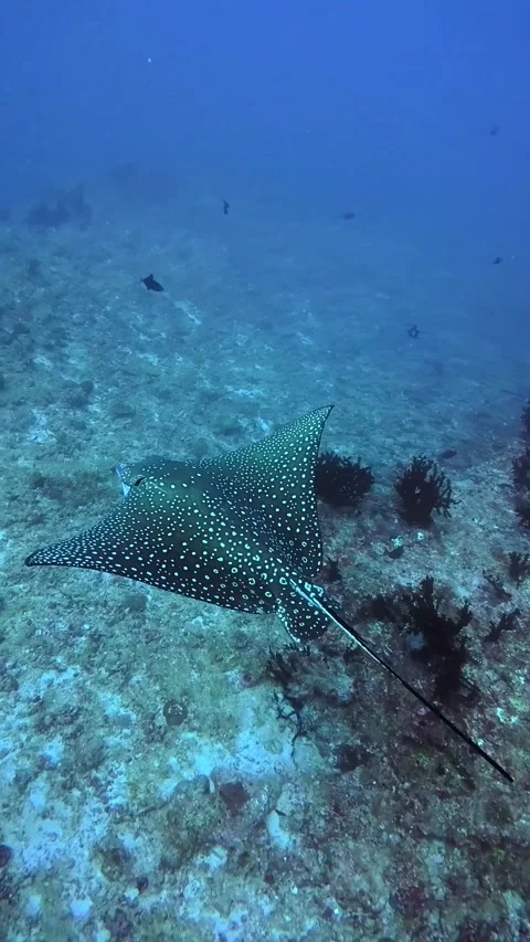 Spotted Eagle Rays Swimming Underwater Maldives Scuba Diving Marine Life Stock Footage 332778511