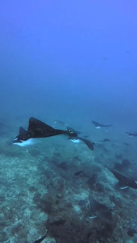 Spotted Eagle Rays Swimming Underwater Maldives Scuba Diving Marine Life Stock Footage 332778552