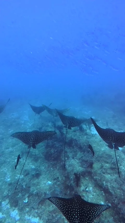 Spotted Eagle Rays Swimming Underwater Maldives Scuba Diving Marine Life Stock Footage 332778609